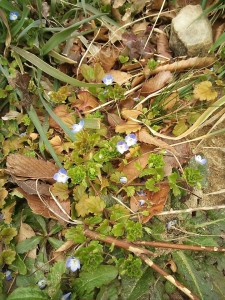 春の花